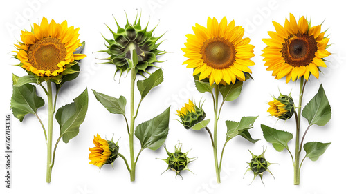 Set of sunflowers, and buds, isolated on transparent background