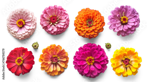 Set of colorful zinnia flowers, and buds, isolated on transparent background