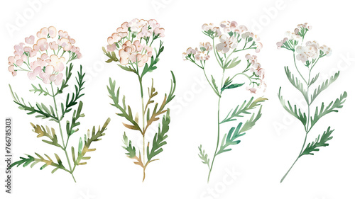 Beautiful floral set with watercolor hand drawn summer wild field fireweed flowers, isolated on transparent background.