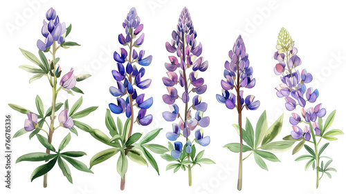 Fototapeta Naklejka Na Ścianę i Meble -  Beautiful floral set with watercolor hand drawn summer wild field lupine flowers, isolated on transparent background.