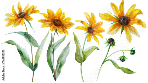 Beautiful floral set with watercolor hand drawn summer wild field black-eyed Susan flowers, isolated on transparent background.