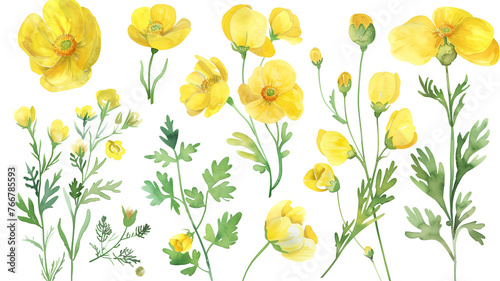 Beautiful floral set with watercolor hand drawn summer wild field buttercup flowers, isolated on transparent background. photo