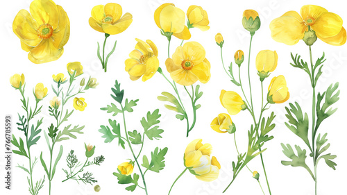 Fototapeta Naklejka Na Ścianę i Meble -  Beautiful floral set with watercolor hand drawn summer wild field buttercup flowers, isolated on transparent background.