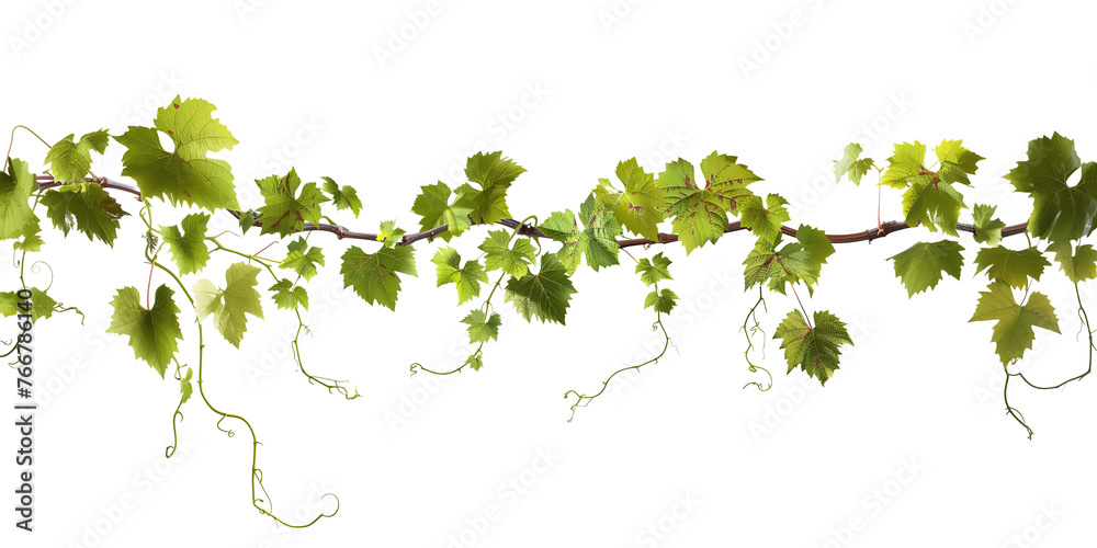 Grape leaves vine plant branch with tendrils in vineyard, isolated on transparent background - obrazy, fototapety, plakaty 