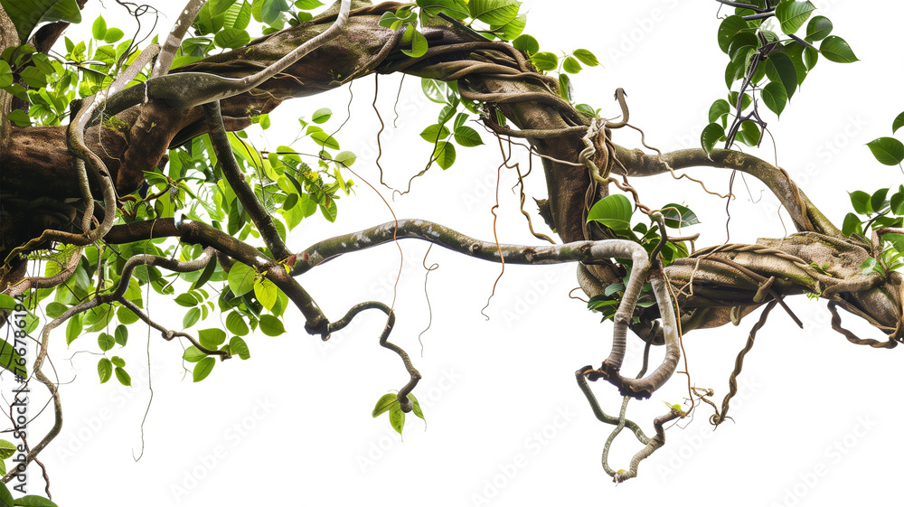 Fototapeta premium Messy jungle vines liana plant climbing hanging on jungle tree trunk and twisted around tree branch, isolated on transparent background.