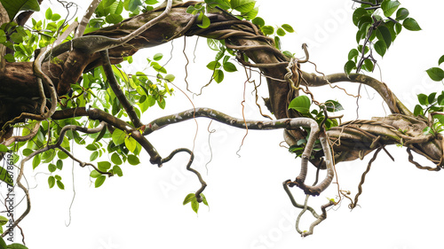Fototapeta Naklejka Na Ścianę i Meble -  Messy jungle vines liana plant climbing hanging on jungle tree trunk and twisted around tree branch, isolated on transparent background.
