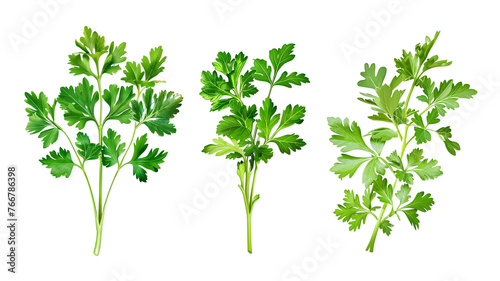 et of healthy herbs elements  Fresh parsley  isolated on transparent background