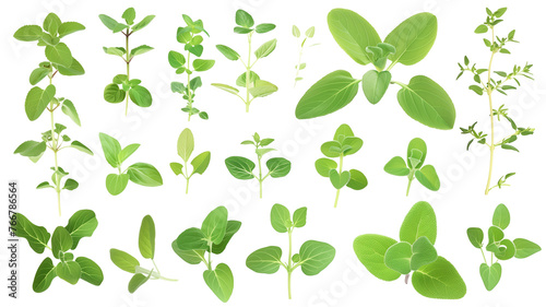 Set of healthy herbs elements  Fresh marjoram   isolated on transparent background