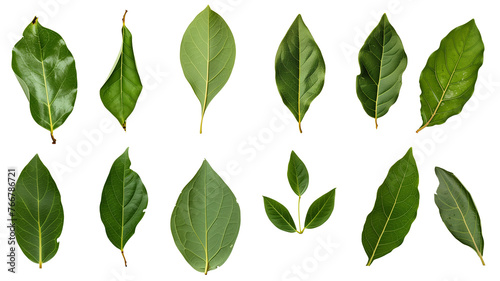 et of healthy herbs elements, Fresh bay leaf, isolated on transparent background photo