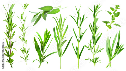 Set of healthy herbs elements, Fresh tarragon, isolated on transparent background