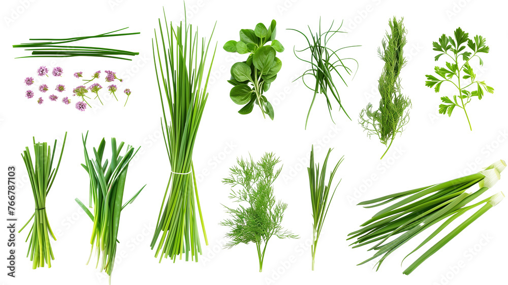 Set of healthy herbs elements,   Fresh chives , isolated on transparent background - obrazy, fototapety, plakaty 