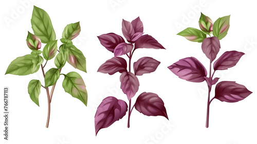 Set of healthy herbs elements   Red basil   isolated on transparent background