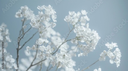 Ethereal White Gypsophila Flowers Isolated