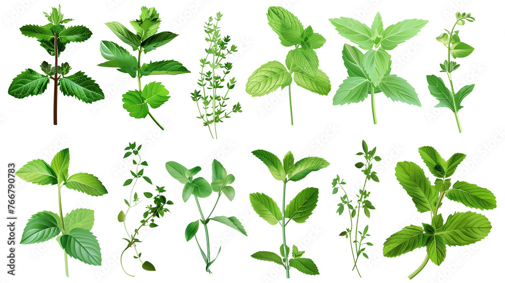 Set of healthy herbs elements, Fresh peppermint, isolated on transparent background Set of healthy herbs elements, Fresh peppermint, isolated on transparent background