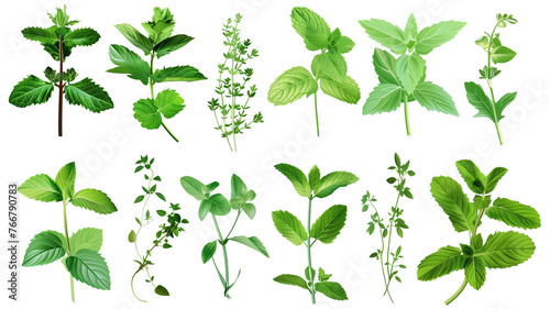 Set of healthy herbs elements, Fresh peppermint, isolated on transparent background photo