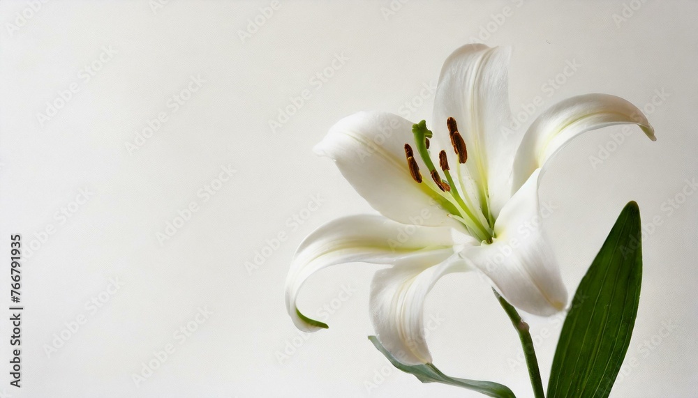 Isolated white lily against a plain background with space for text