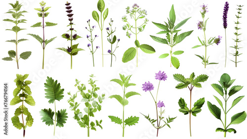 et of herbs and plants, isolated on transparent background photo