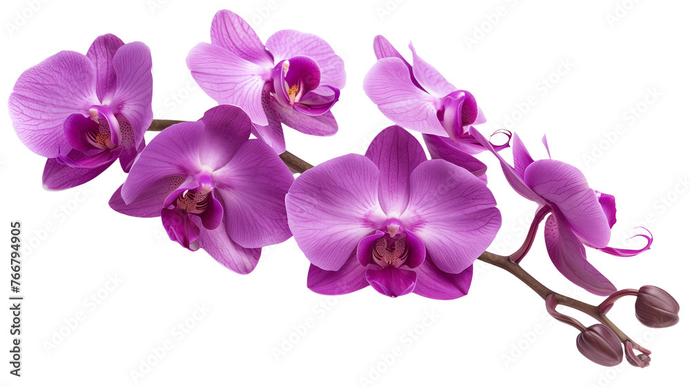 Tropical beautiful purple orchid flowers, isolated on transparent background.