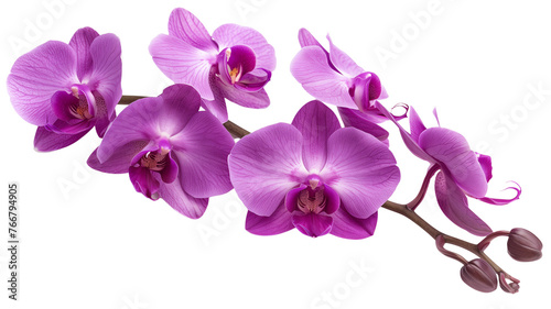 Tropical beautiful purple orchid flowers, isolated on transparent background.