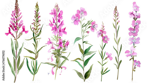 Beautiful floral set with watercolor hand drawn summer wild field fireweed flowers, isolated on transparent background. photo