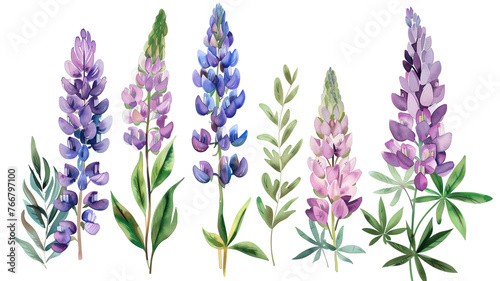 Beautiful floral set with watercolor hand drawn summer wild field lupine flowers, isolated on transparent background.