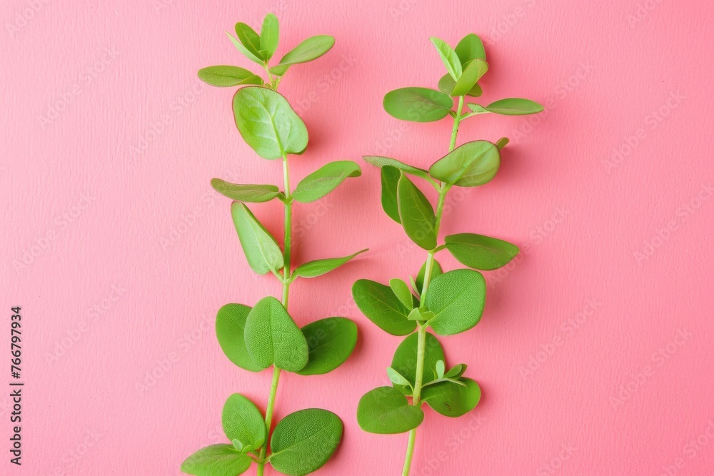 Three Green Leaves on a Pink Background