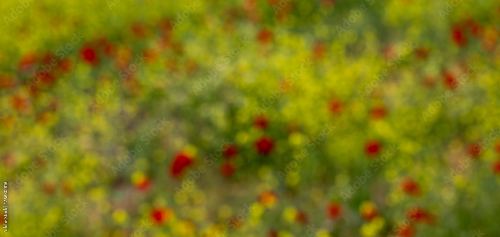 Fields of yellow flowers and poppies in blurred view