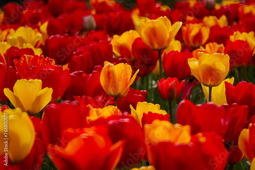 Spring flowers tulips close-up in the garden. Bright multicolored background in the sunlight. Full frame with blurred background. The concept of a holiday, Mother's Day, women's day. Landscaping parks