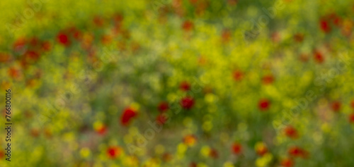 Fields of yellow flowers and poppies in blurred view