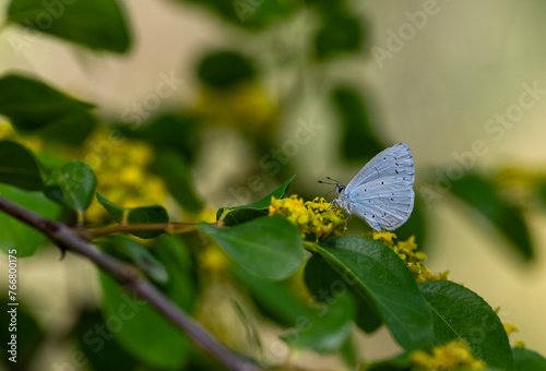 blue butterfly on yellow flower, Holly Blue, Celastrina argiolus photo
