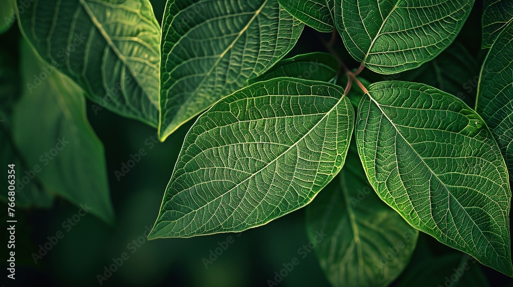 green leaf texture background with closeup view of natural veins and detailed organic pattern green leaf texture background with closeup view of natural veins and detailed organic pattern