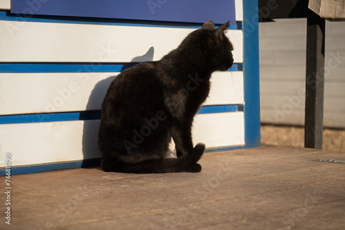 Black street cat portrait in profile. A bright ray of sunlight illuminates the shiny black coat. A well-groomed pet. A serious handsome cat is sitting and basking in the sun. The concept of warm days