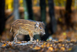 Close baby wild boar in autumn forest