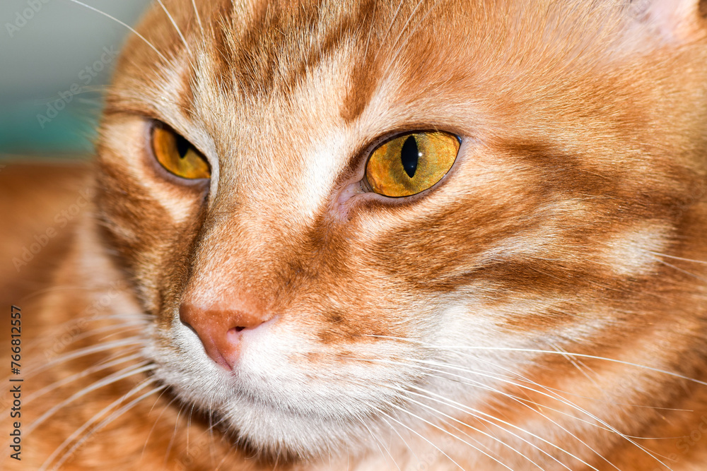 close up portrait of a cat close up portrait of a cat