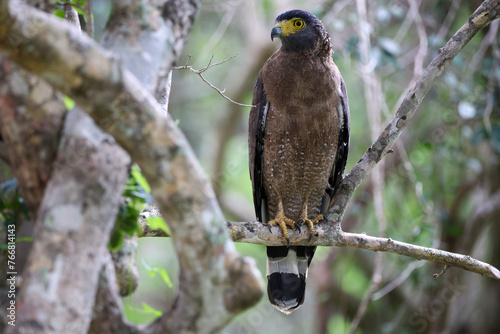 Crested Serpent Eagle in Sri Lanka