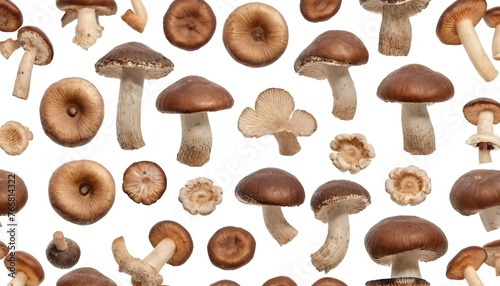 collection shiitake mushrooms isolated on white background