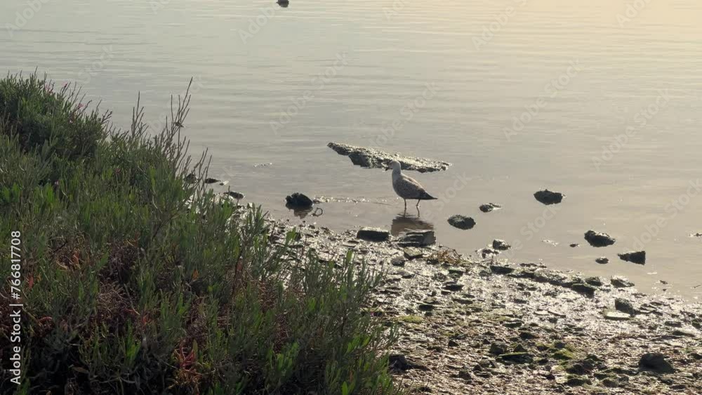 A solitary seagull gracefully strolls along shallow waters near the coastal grasslands, embodying the beauty of wildlife in its natural habitat.
A solitary seagull gracefully strolls along shallow waters near the coastal grasslands, embodying the beauty of wildlife in its natural habitat.
