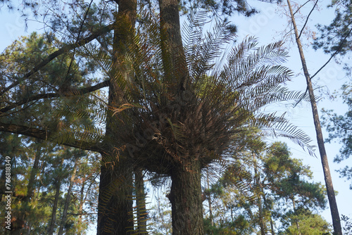 platy cerium bifurcate a parasitic plant attached to a tree trunk