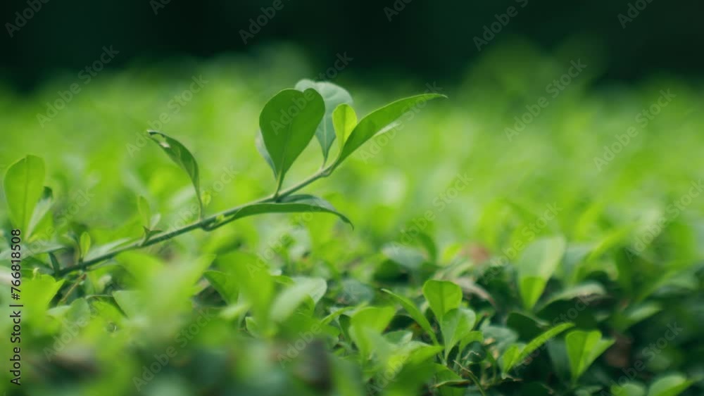 Garden with fresh green leaves. Dolly shot Garden with fresh green leaves. Dolly shot