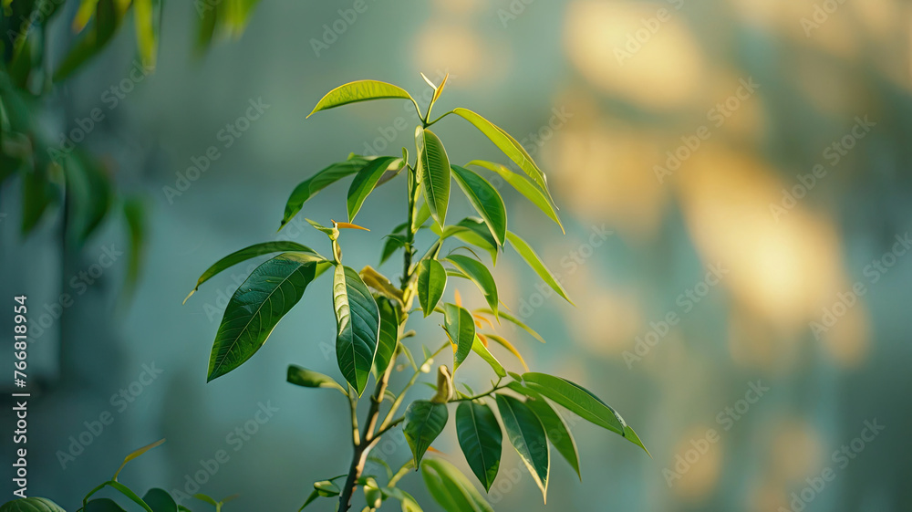 Green leaf background in a refreshing forest