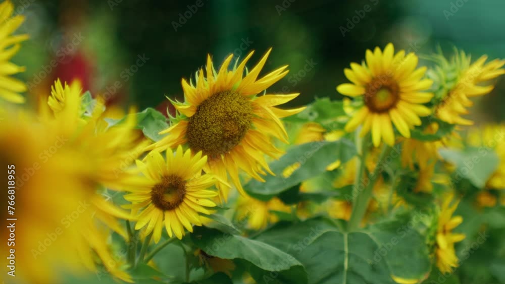 Sunflower garden welcomes sunlight. Dolly shot Sunflower garden welcomes sunlight. Dolly shot