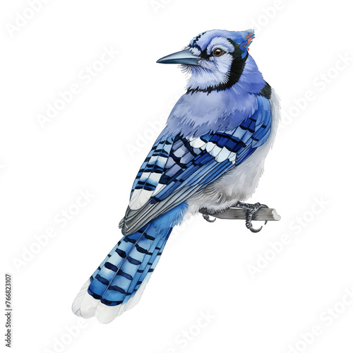 Blue jay bird watercolor good quality and good design
