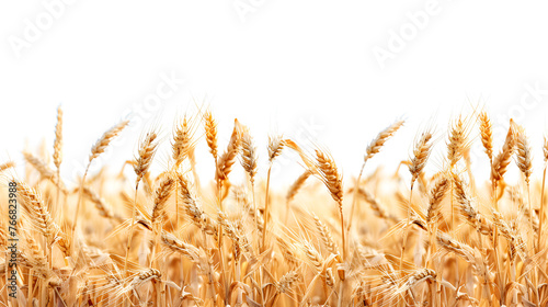 Golden wheat beneath the gaze of Restormel manor A field of golden wheat grows in a vast farm field.Crane Shot Of Wheat field, Generative Ai