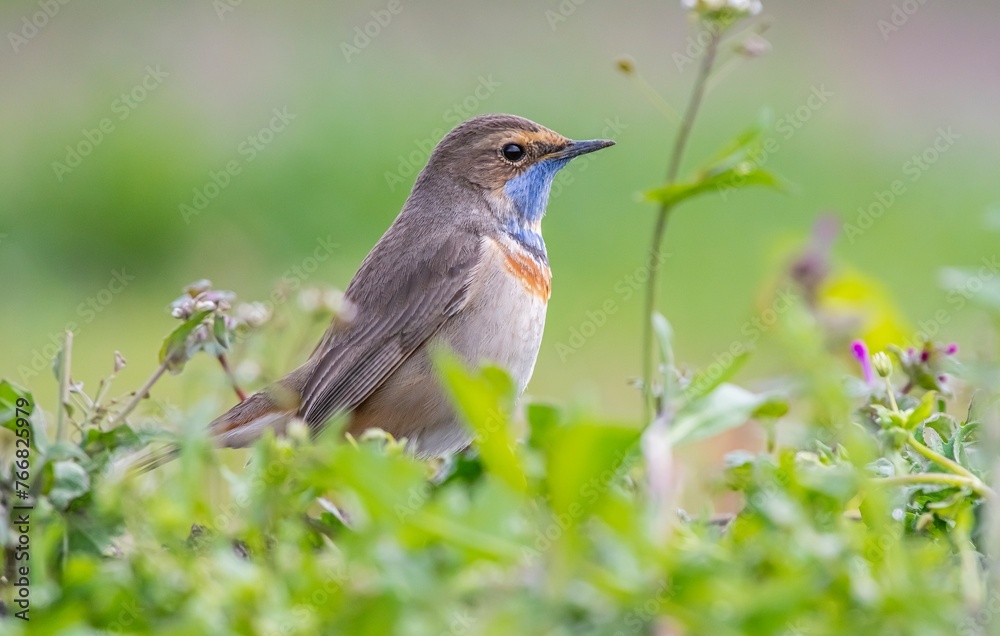 Obraz premium Bluethroat (Luscinia svecica) is a passerine bird that feeds on invertebrates and insects on the edges of small water holes close to wetlands. It is seen in Asia, Europe and Africa.