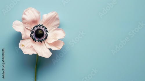 a single delicate anemone flower on a light blue studio background with copyspace
