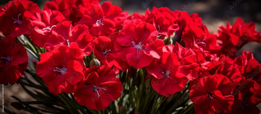 A close up view of a cluster of vibrant red flowers with lush green leaves, creating a beautiful natural landscape filled with magenta blooms and lush groundcover vegetation A close up view of a cluster of vibrant red flowers with lush green leaves, creating a beautiful natural landscape filled with magenta blooms and lush groundcover vegetation
