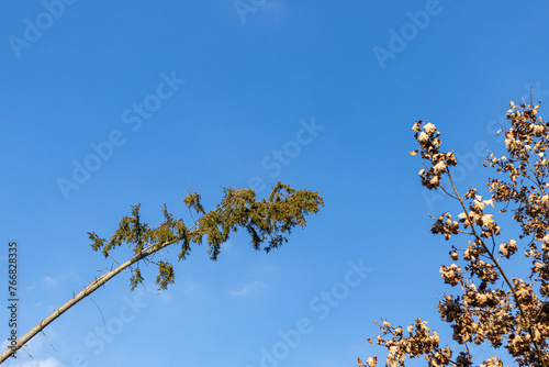 gebogener Windschiefer Baum gegen blauen Himmel