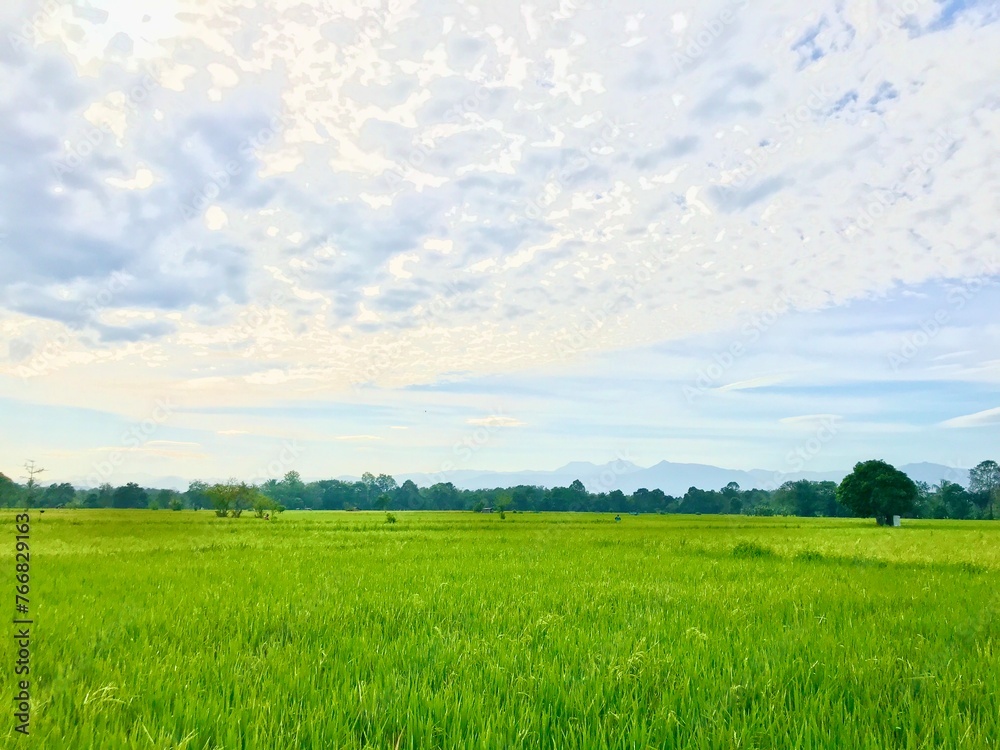paddy rice field natural view paddy rice field natural view