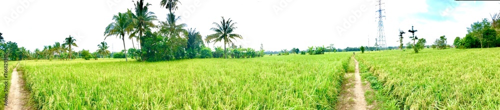 Panorama of the paddy rice field natural view Panorama of the paddy rice field natural view