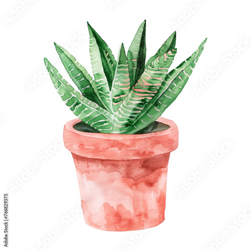 haworthia in pot watercolor good quality and good design